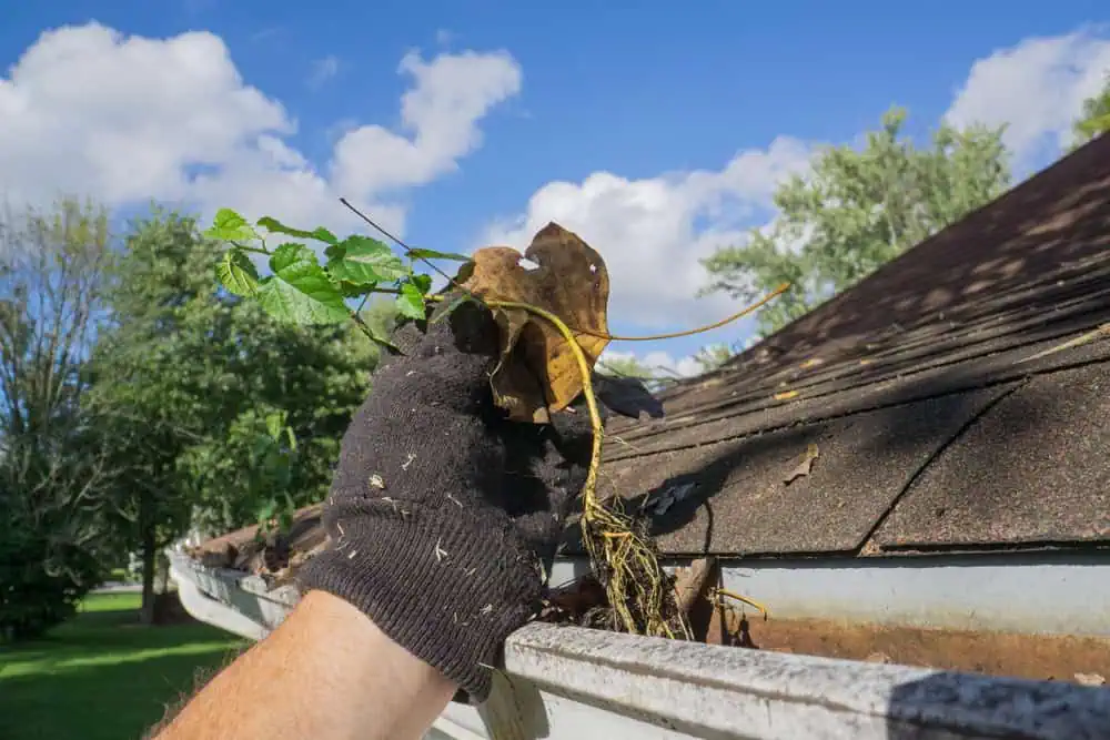 A gloved hand removes leaves and debris from a house gutter on a sunny day in Montgomery County, MD, with a shingled roof and trees behind—perfect prep before pressure washing your home’s exterior.
